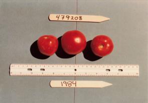 Click for 1 image(s) for this accession. FRUIT